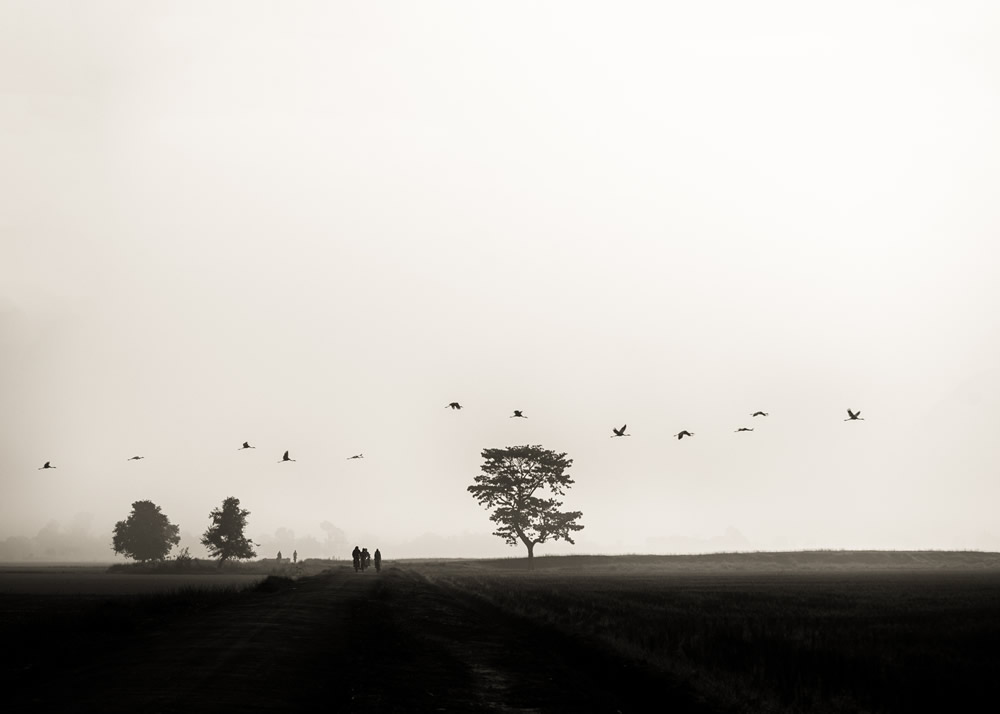 My Journey With Trees: Fascinating Photo Series By Dakshina Murthy